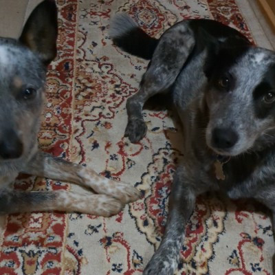 Yoko and the healing blue heelers